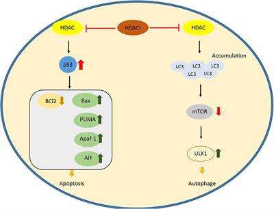 Recent Update of HDAC Inhibitors in Lymphoma